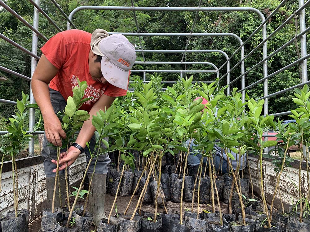 Plantas Nuevo Horizonte