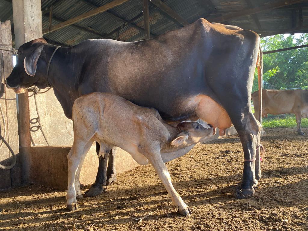 Vacas Nuevo Horizonte