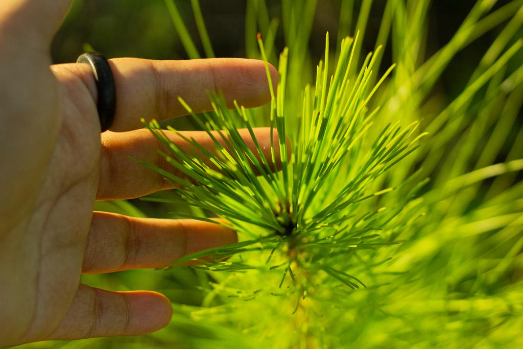 Plantas Nuevo Horizonte